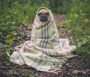 dog in a blanket